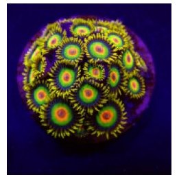 Zoanthus spp. (Rasta) (frag) | soft coral | Akvaariokeidas