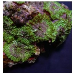 Discosoma marmoratus (1 ear) | soft coral | Akvaariokeidas