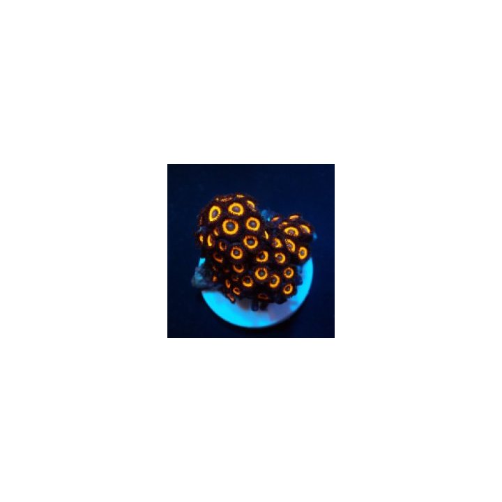 Zoanthus spp. (Johnny Pumpkin) (frag) | pehmytkoralli | Akv…