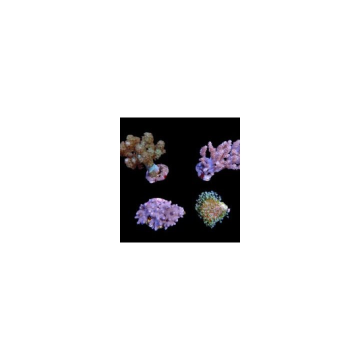 Assorted soft corals (frag) | pehmytkoralli | Akvaariokeidas