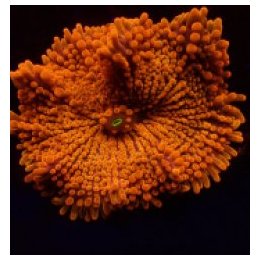 Ricordea yuma (Orange) (Ultra) (1 ear) | soft coral | Akvaa…