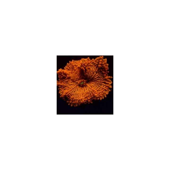 Ricordea yuma (Orange) (Ultra) (1 ear) | soft coral | Akvaa…