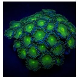 Zoanthus spp. (Green People Eater) (frag) | pehmytkoralli |…