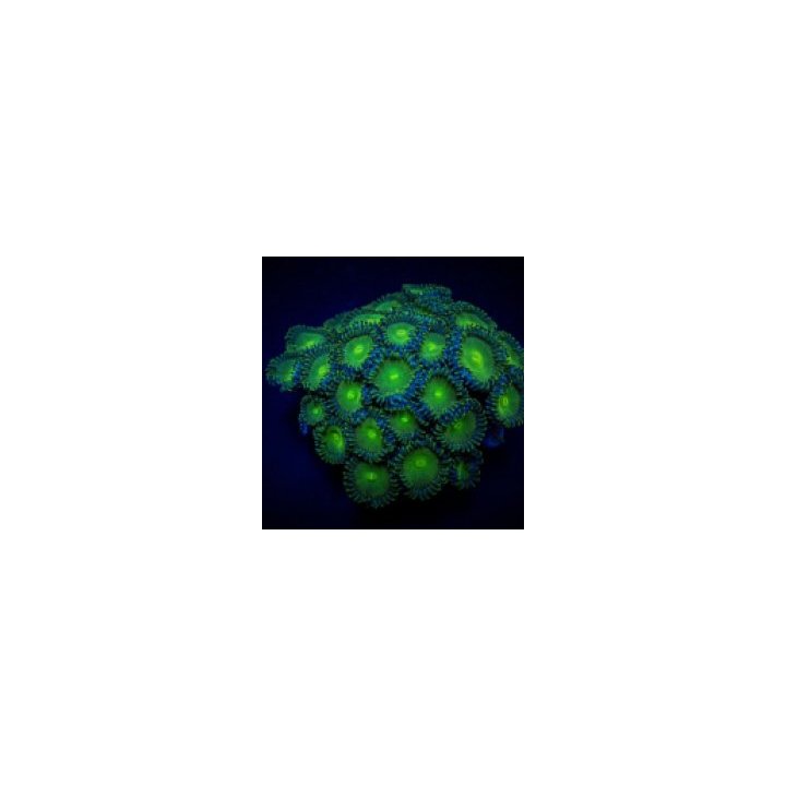Zoanthus spp. (Green People Eater) (frag) | pehmytkoralli |…