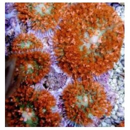 Rhodactis osculifera (Red) (1 ear) | soft coral | Akvaariok…