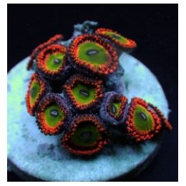 Zoanthus spp. (Bowser) (frag) | pehmytkoralli | Akvaariokei…