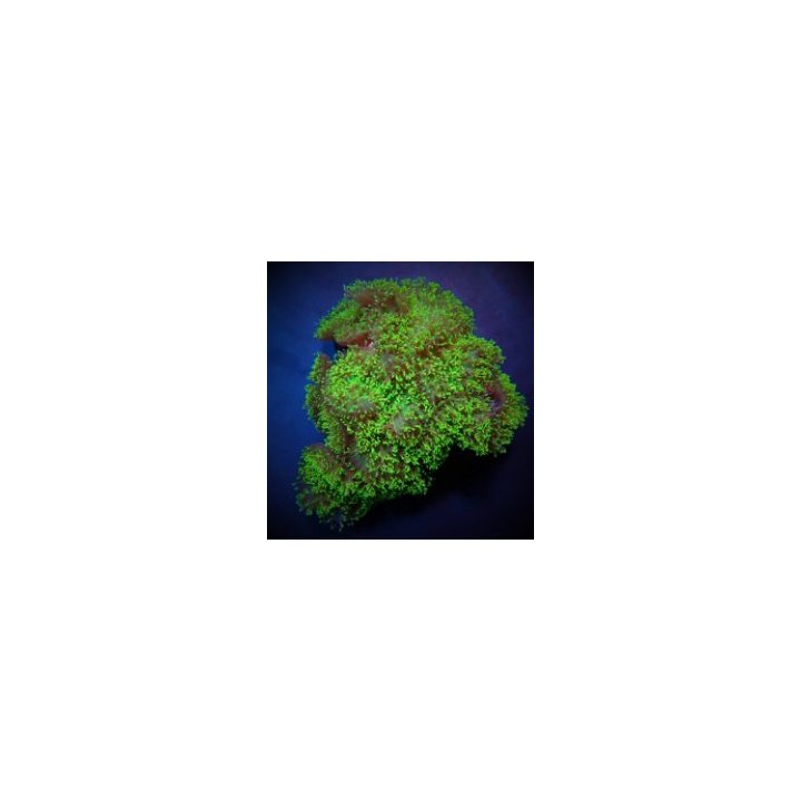 Rhodactis indosinensis (Green) (1 ear) | soft coral | Akvaa…