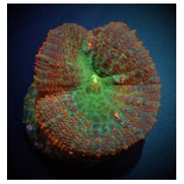 Rhodactis spp. (Orange) (Premium) (1 ear) | soft coral | Ak…