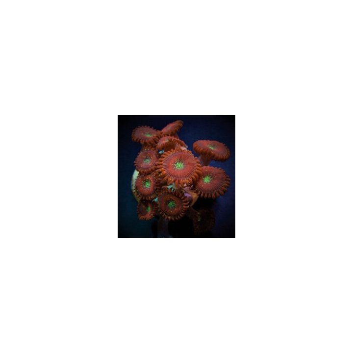 Zoanthus spp. (Magician) (frag) | pehmytkoralli | Akvaariok…
