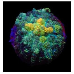 Rhodactis spp. (Grade A) (1 ear) | soft coral | Akvaariokei…