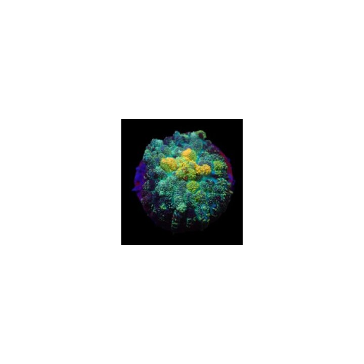 Rhodactis spp. (Grade A) (1 ear) | soft coral | Akvaariokei…