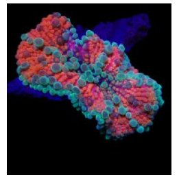 Ricordea yuma (Red) (Ultra) (1 ear) | soft coral | Akvaario…