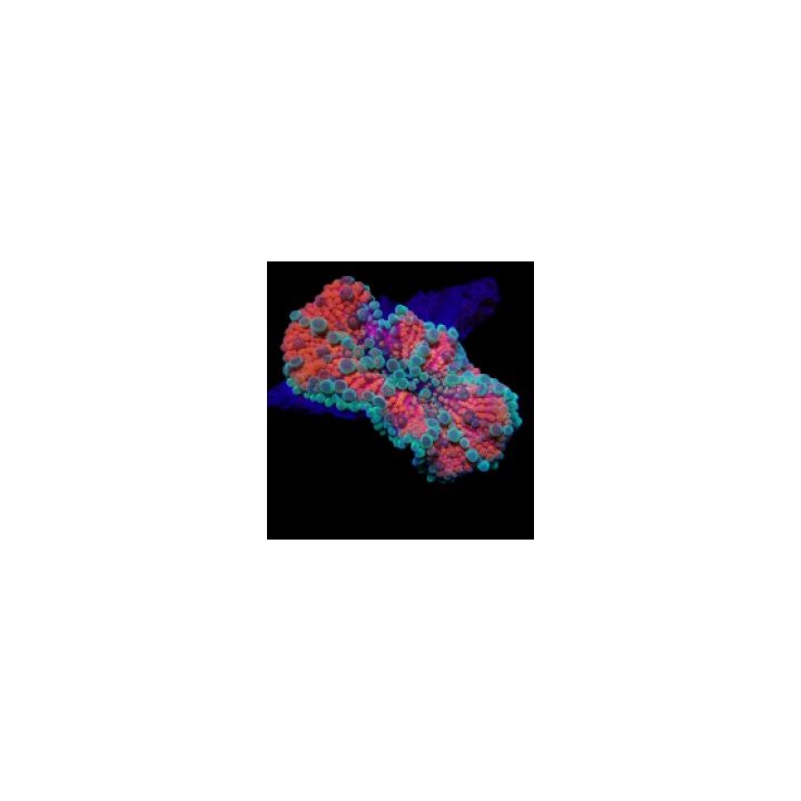 Ricordea yuma (Red) (Ultra) (1 ear) | soft coral | Akvaario…