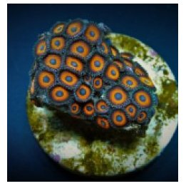 Zoanthus spp. (Kedd's Red) (frag) | soft coral | Akvaarioke…