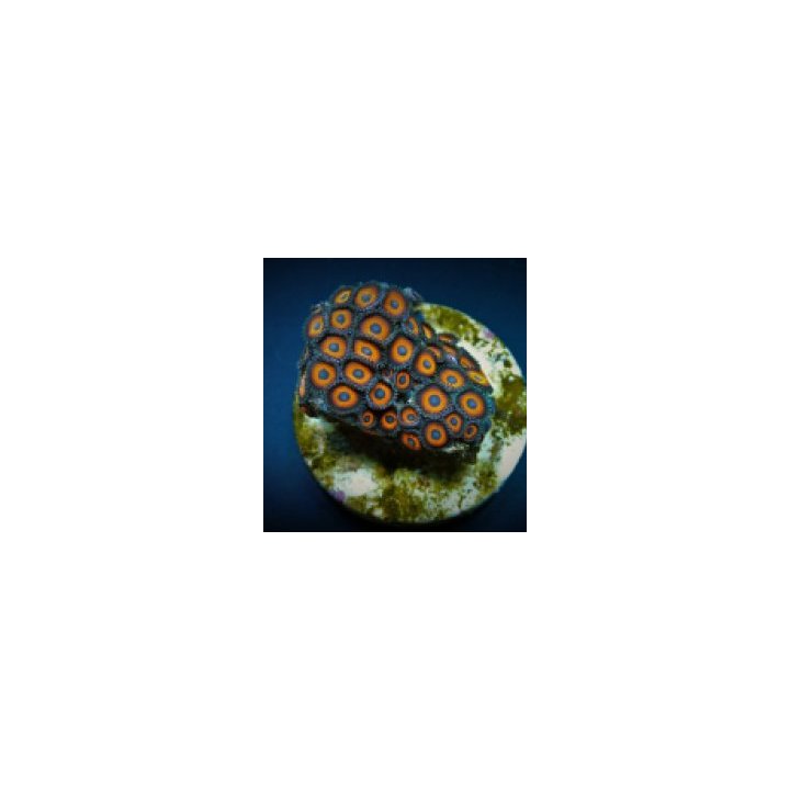 Zoanthus spp. (Kedd's Red) (frag) | soft coral | Akvaarioke…