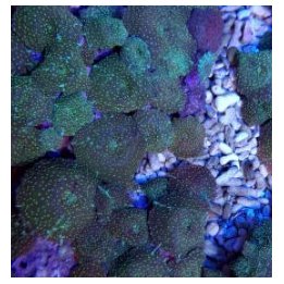 Discosoma spp. (Spotted) (Grade A) (1 ear) | soft coral | A…