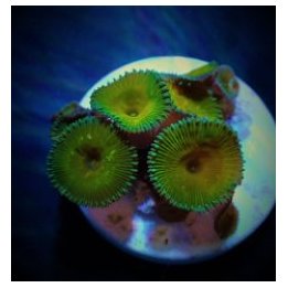 Palythoa spp. (Cornbred Nuclear Death) (frag) | pehmytkoral…
