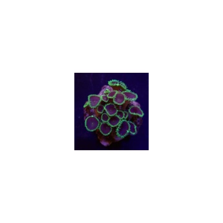 Palythoa spp. (Purple Death) (frag) | pehmytkoralli | Akvaa…