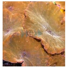 Discosoma spp. (Reddish) (1 ear) | soft coral | Akvaariokei…