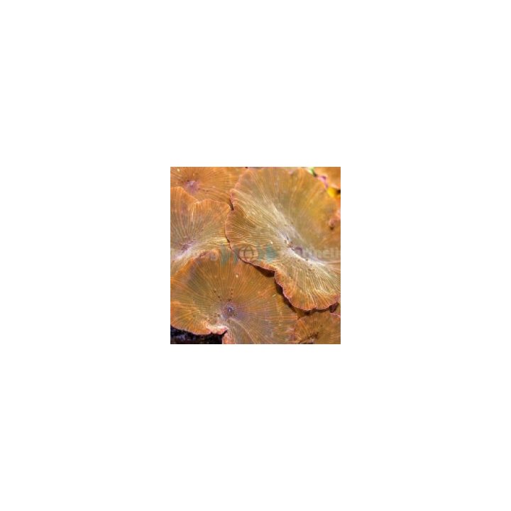 Discosoma spp. (Reddish) (1 ear) | soft coral | Akvaariokei…