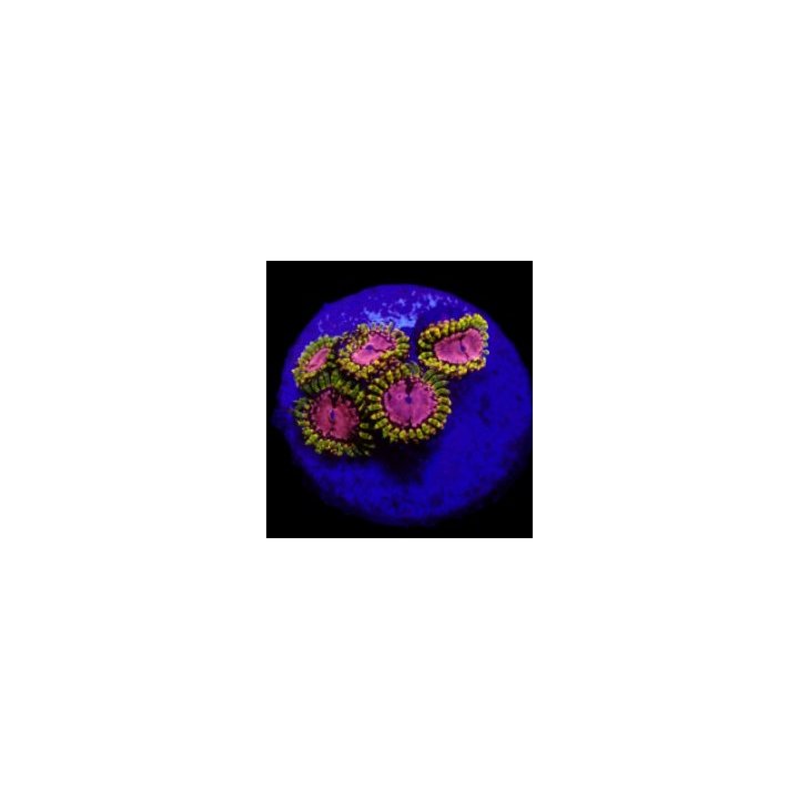 Zoanthus spp. (WWC Purple Monster) (frag) | pehmytkoralli |…