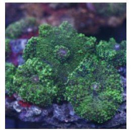 Ricordea yuma (Green) (1 ear) | soft coral | Akvaariokeidas