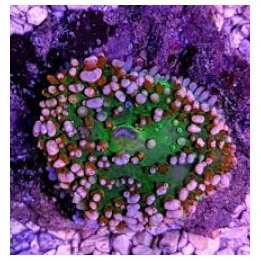 Rhodactis osculifera (Ultra) (1 ear) | soft coral | Akvaari…