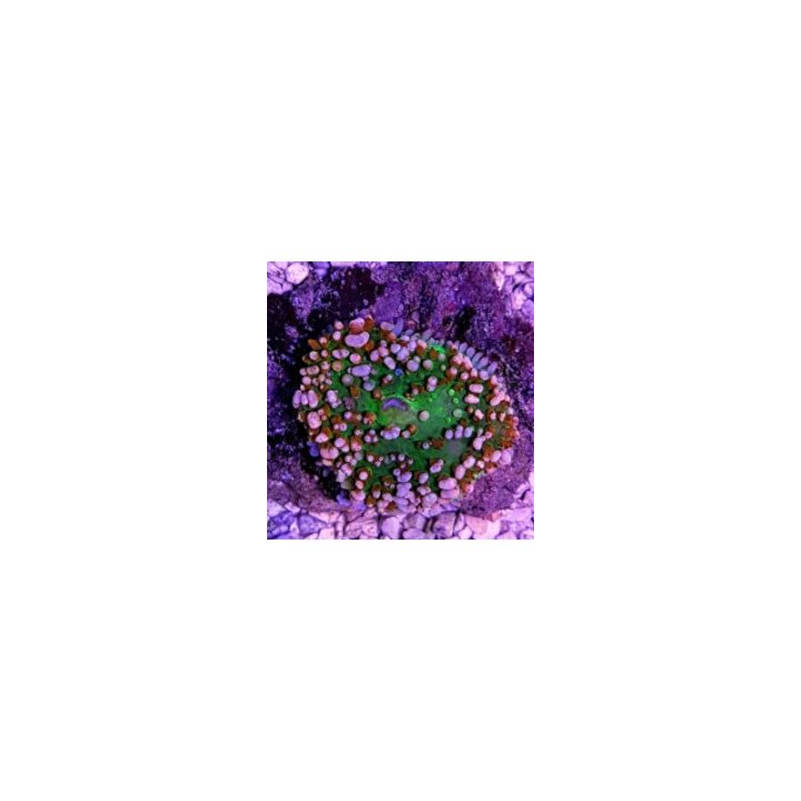 Rhodactis osculifera (Ultra) (1 ear) | soft coral | Akvaari…