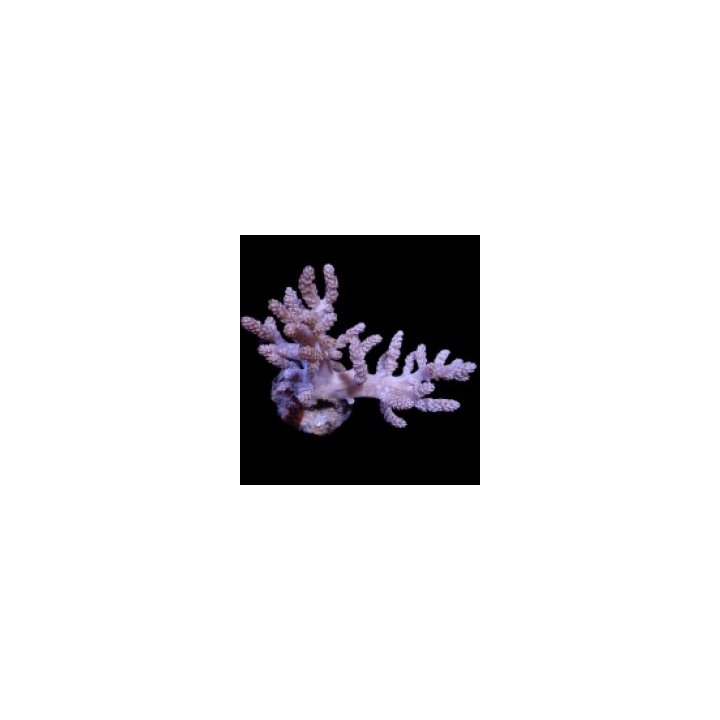 Capnella spp. (frag) | pehmytkoralli | Akvaariokeidas