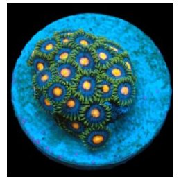 Zoanthus spp. (Blow Pop) (frag) | pehmytkoralli | Akvaariok…