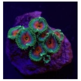 Palythoa spp. (Captain America) (frag) | soft coral | Akvaa…