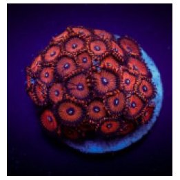 Zoanthus spp. (Red People Eater) (frag) | pehmytkoralli | A…