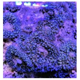 Rhodactis osculifera (Blue) (1 ear) | soft coral | Akvaario…