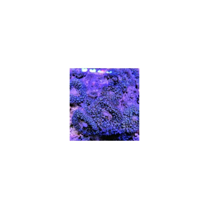 Rhodactis osculifera (Blue) (1 ear) | soft coral | Akvaario…