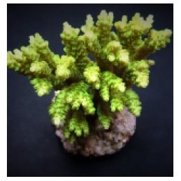 Acropora selago | SPS stony coral | Akvaariokeidas