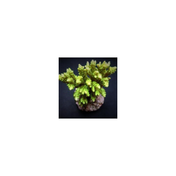 Acropora selago | SPS stony coral | Akvaariokeidas