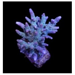 Acropora millepora (Blue) | SPS-kivikoralli | Akvaariokeidas
