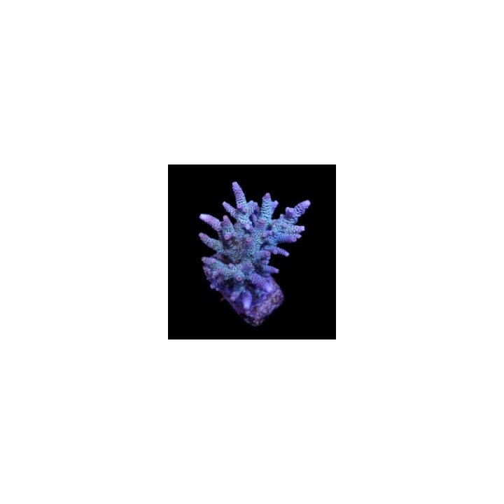 Acropora millepora (Blue) | SPS-kivikoralli | Akvaariokeidas