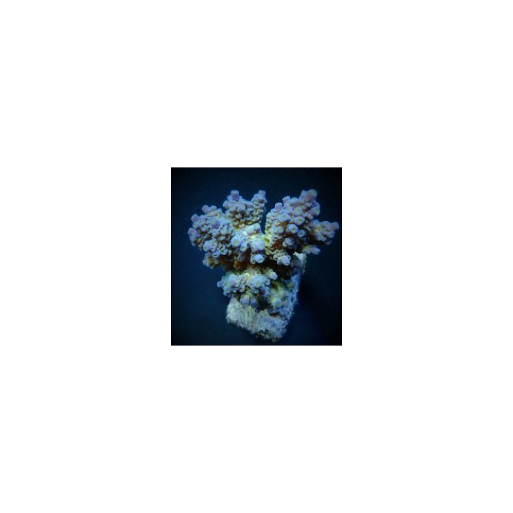Acropora tenuis (Blueish) | SPS-kivikoralli | Akvaariokeidas