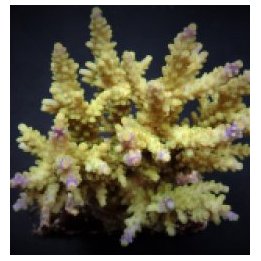 Acropora cerealis | SPS stony coral | Akvaariokeidas