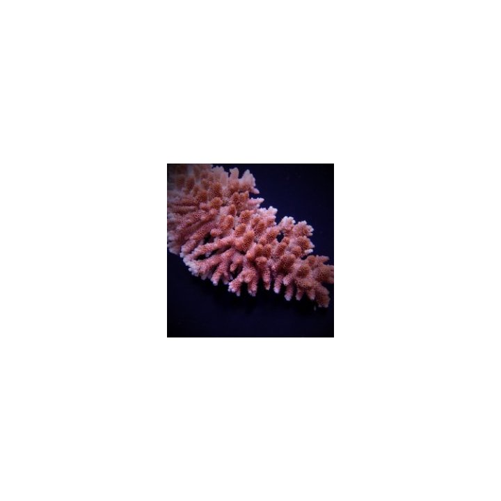 Acropora hyacinthus | SPS-kivikoralli | Akvaariokeidas