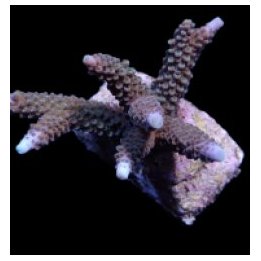 Acropora formosa | SPS stony coral | Akvaariokeidas