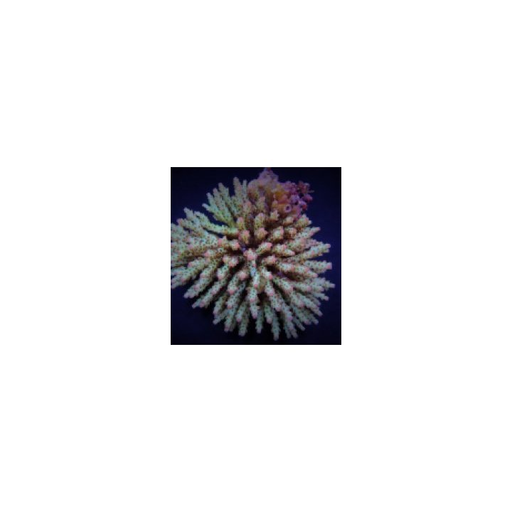 Acropora subulata | SPS-kivikoralli | Akvaariokeidas