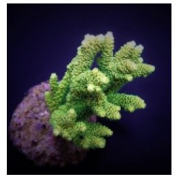 Acropora millepora (Yellow-Green) | SPS stony coral | Akvaa…