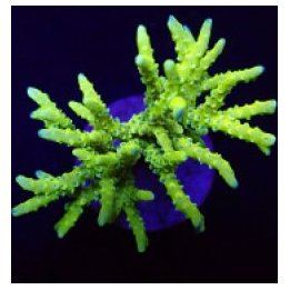 Anacropora spp. (Green Goblin) | SPS stony coral | Akvaario…