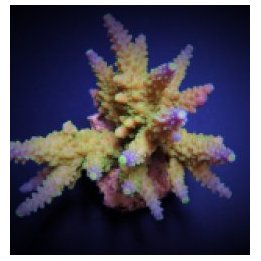 Acropora valida | SPS stony coral | Akvaariokeidas