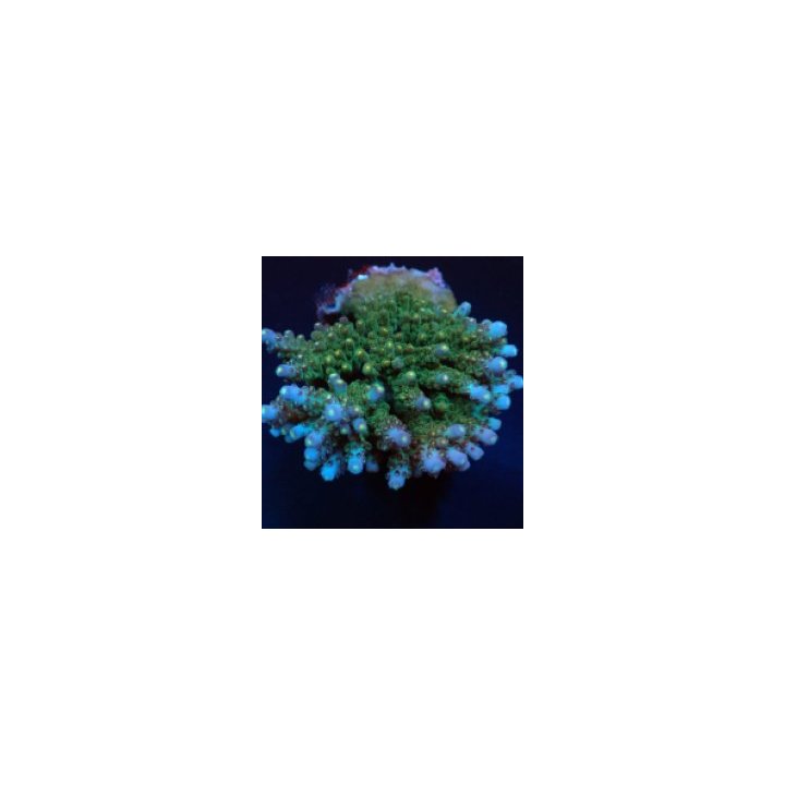 Acropora spp. (Maricultured) (Premium) | SPS-kivikoralli | …
