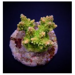 Acropora divaricata | SPS-kivikoralli | Akvaariokeidas