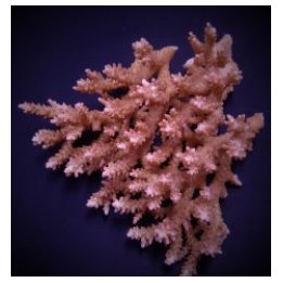 Acropora microclados | SPS-kivikoralli | Akvaariokeidas
