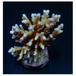 Acropora granulosa | SPS stony coral | Akvaariokeidas